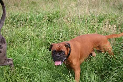 Boxer Aron R.I.P - Smil til fotografen billede 3