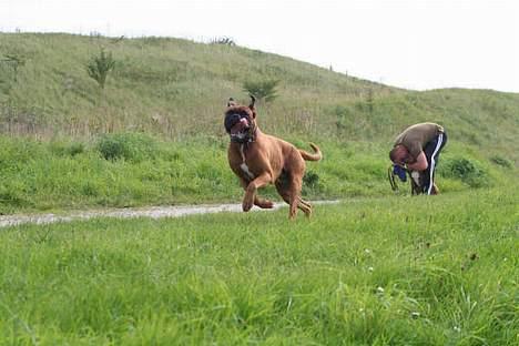 Boxer Aron R.I.P - 100 meters sprint :o). Han gir´ den gas billede 4