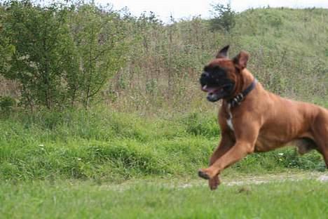 Boxer Aron R.I.P billede 5