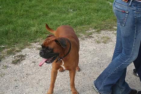 Boxer Aron R.I.P billede 6