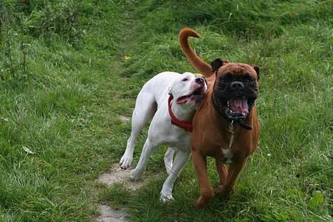 Boxer Aron R.I.P - Meget fotogen billede 7