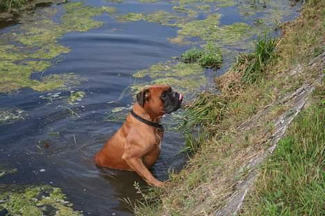 Boxer Aron R.I.P - Aron bestemte sig lige for at tage en dukkert i kanalen på fælleden. Det var også en smule varmt billede 8