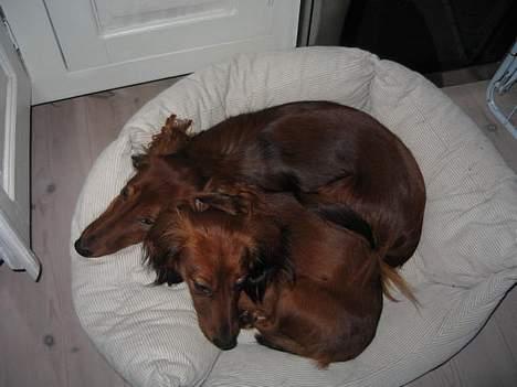 Dværggravhund Sweet Grammy's Leonardo billede 10