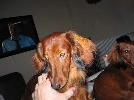 Dværggravhund Sweet Grammy's Leonardo billede 11