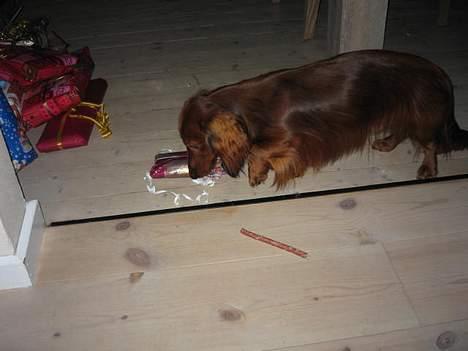 Dværggravhund Sweet Grammy's Leonardo billede 12