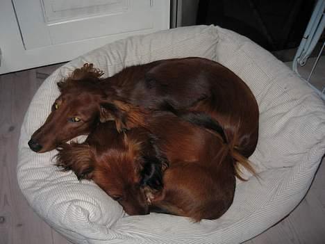 Dværggravhund Sweet Grammy's Leonardo billede 13