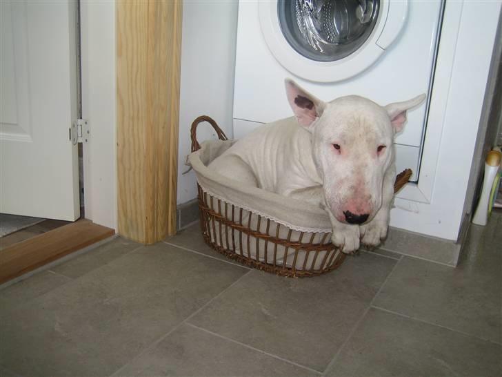 Bullterrier Brauners Hender (Eddie) (Himmelhund) billede 9