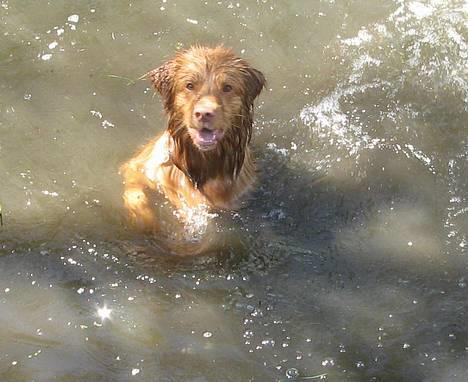 Nova scotia duck tolling retriever Murphy - så skal der svømmed <33min lille vandhund billede 14