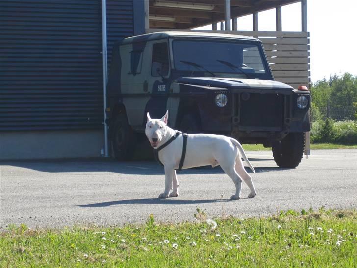 Bullterrier Brauners Hender (Eddie) (Himmelhund) - Eddie med "far" på job. billede 10