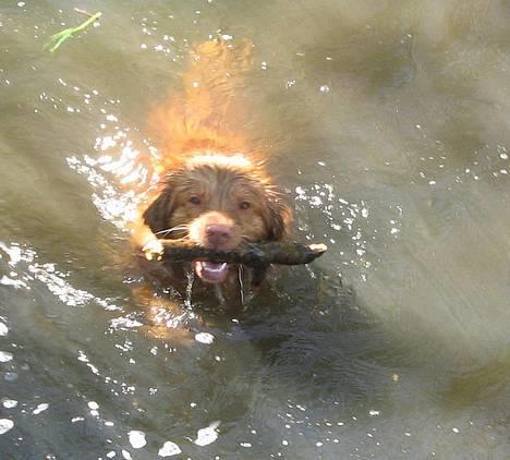 Nova scotia duck tolling retriever Murphy - han alsker pinde billede 15