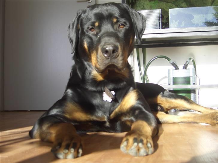 Rottweiler Tyson .. R.I.P - Her er vores Tyson så .. :) billede 1