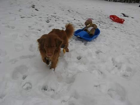 Nova scotia duck tolling retriever Murphy - Så skal der trækkes kælk, det skal lige siges at han kun kunne gå to skridt.... billede 16