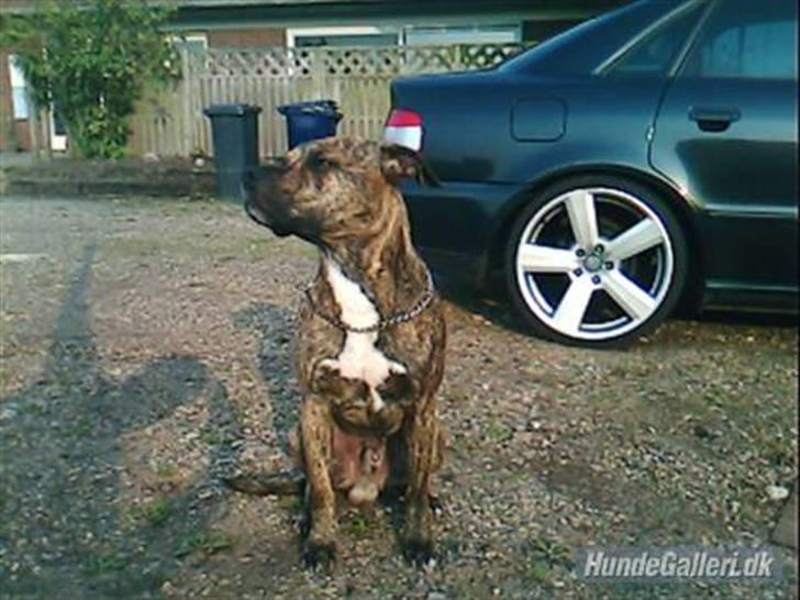 Blanding af racer Diego billede 1