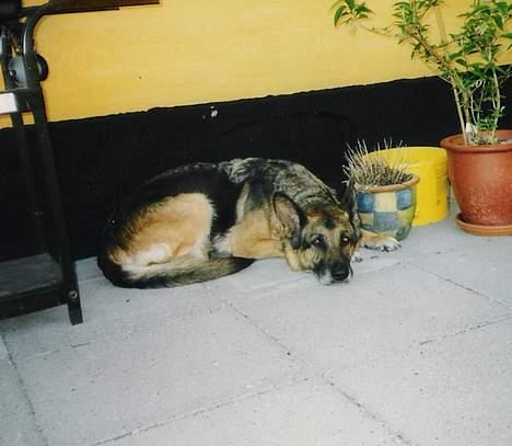 Schæferhund Tika ( i himlen) - Hun ligger lige og soler sig. billede 1