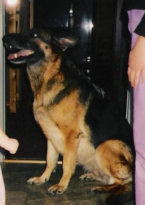 Schæferhund Tika ( i himlen) - Hun bliver lige midtopunkt. billede 2