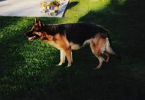 Schæferhund Tika ( i himlen) - Hvad er det der komer ude på cykelstien? billede 3