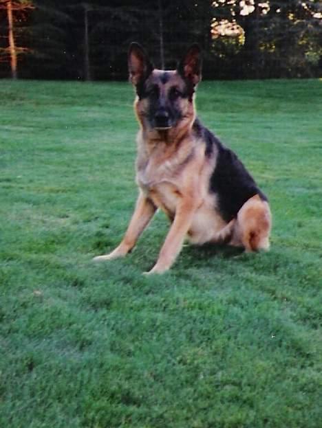 Schæferhund Tika ( i himlen) - Se så flot billede 4