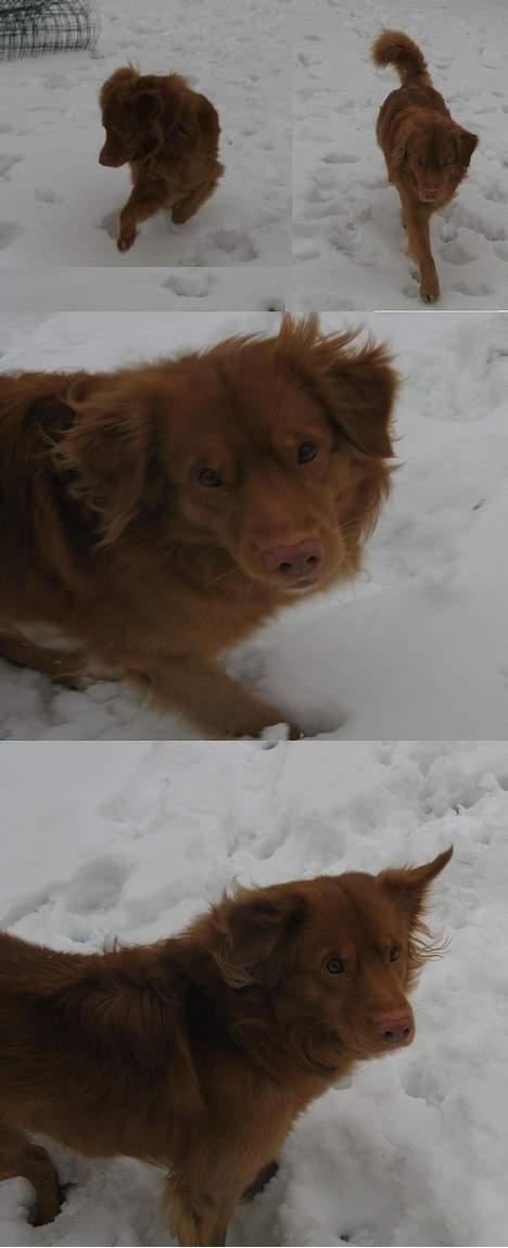 Nova scotia duck tolling retriever Murphy - Murphy i sneen er han ik deglig ;) billede 17