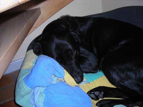 Labrador retriever king ( R.I.P <3 aflivet) - ´gaaab´ jeg er søvning cille men du må godt tage et billede<33 billede 3
