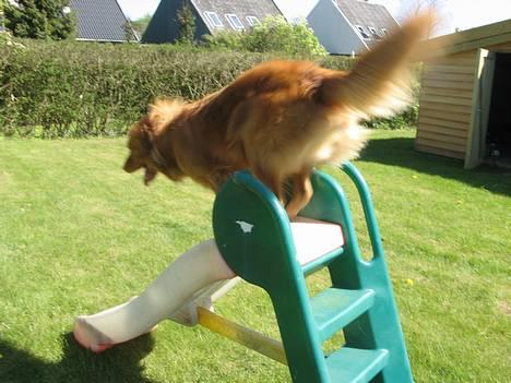 Nova scotia duck tolling retriever Murphy - Smukke på rutshebane ;) billede 18