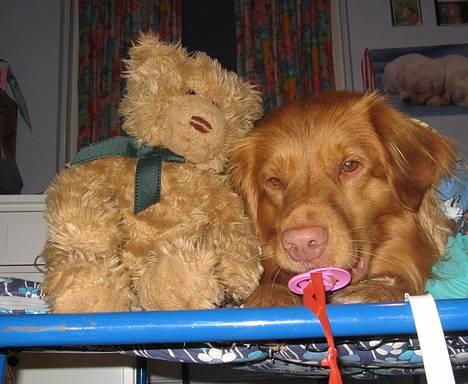 Nova scotia duck tolling retriever Murphy - Lille Baby Huuuuuuund billede 19