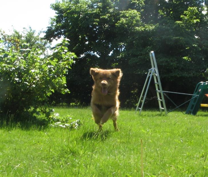 Nova scotia duck tolling retriever Murphy - mulle <3333 billede 20