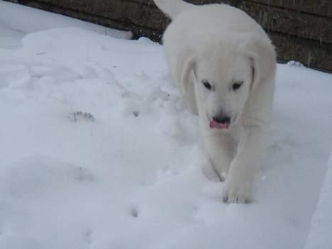 Golden retriever Alfa(Alpha) - Alfa i sneen, den 21.2.07 billede 14