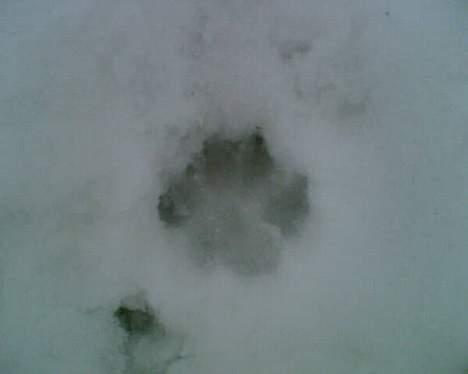 Cavalier king charles spaniel Zimba - Zimba´s sne fodspor :P billede 11