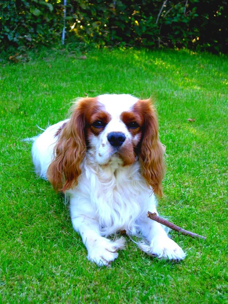 Cavalier king charles spaniel Zimba - Græsset , Muums billede 12