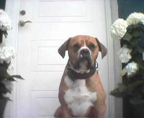 Amerikansk bulldog bastian R.I.P - jeg passer på fordøren billede 1