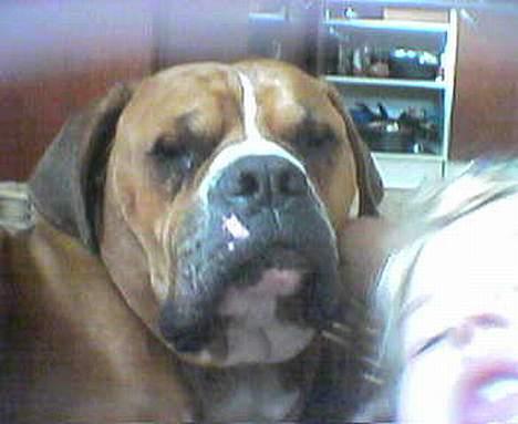 Amerikansk bulldog bastian R.I.P - vi tager os lige en lille lur billede 2