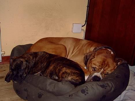 Amerikansk bulldog bastian R.I.P - fælles afslapning billede 3