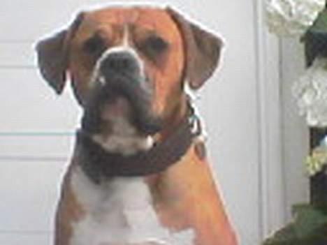 Amerikansk bulldog bastian R.I.P - jeg nyder udsigten billede 4