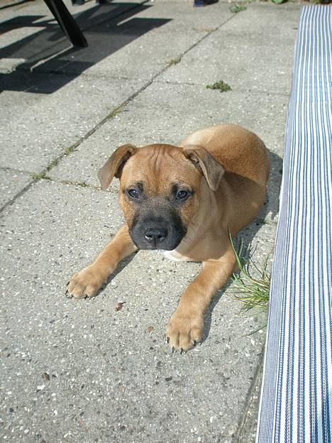 Staffordshire bull terrier Diamond. (Sniff) - Sniff billede 2