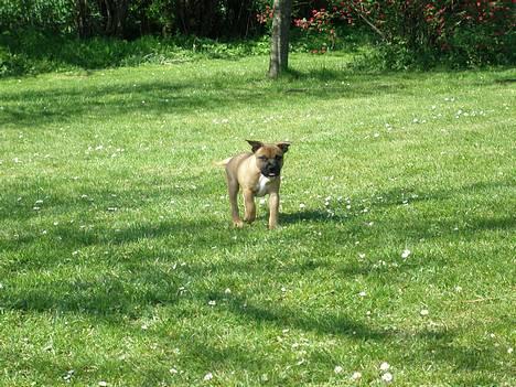 Staffordshire bull terrier Diamond. (Sniff) - Sniff i haven  billede 4
