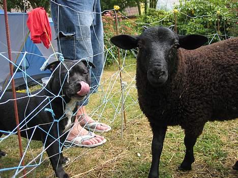 Staffordshire bull terrier Diamond. (Sniff) - Oscar og lamsi er nære venner af familien  billede 5
