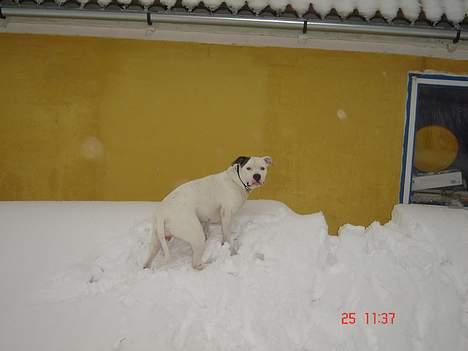 Amerikansk bulldog Freja RIP billede 8