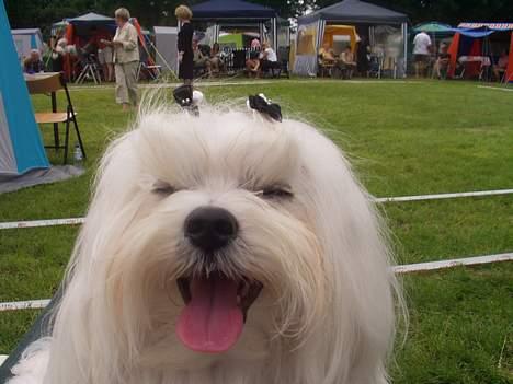 Malteser Fnuggie - Fra en udstilling i 2005 billede 2