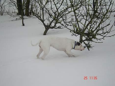 Amerikansk bulldog Freja RIP billede 9