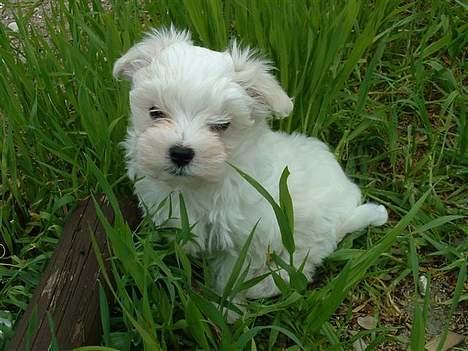 Malteser Fnuggie - Her er jeg som hvalp billede 3