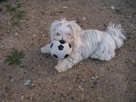 Malteser Fnuggie - MIN bold!!! billede 4