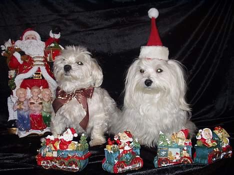 Malteser Fnuggie - her er mig og min far . mig selv til højre..  billede 5