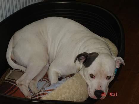 Amerikansk bulldog Freja RIP billede 10