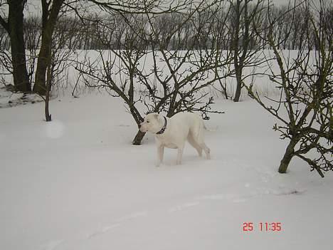 Amerikansk bulldog Freja RIP billede 11