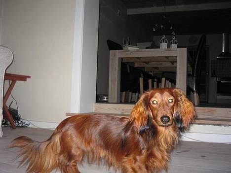 Dværggravhund Sweet Grammy's Leonardo billede 14