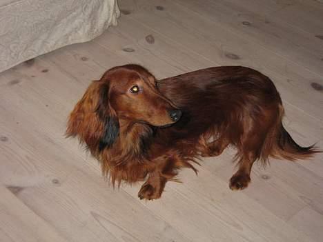 Dværggravhund Sweet Grammy's Leonardo billede 15