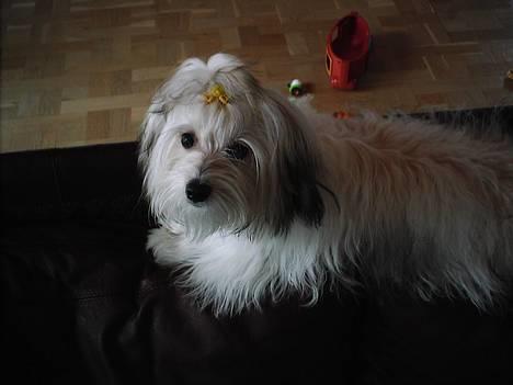 Coton de tulear Trille  billede 15