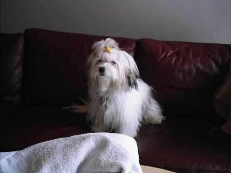 Coton de tulear Trille  billede 16