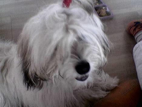 Coton de tulear Trille  billede 17