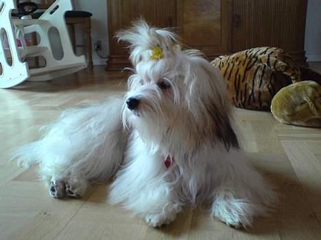 Coton de tulear Trille  billede 18